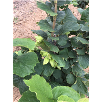大榛子苗病虫害防治技术,大榛子苗种植技术指导 