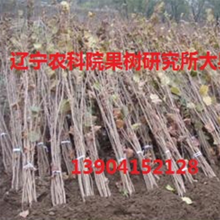 榛子苗种植技术，榛子苗价格，大榛子苗价格 