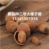 大榛子种植技术 