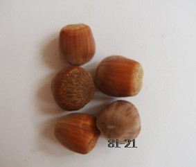 辽宁榛子（www.zhenzimiao.jqw.com有需要的可联系）
