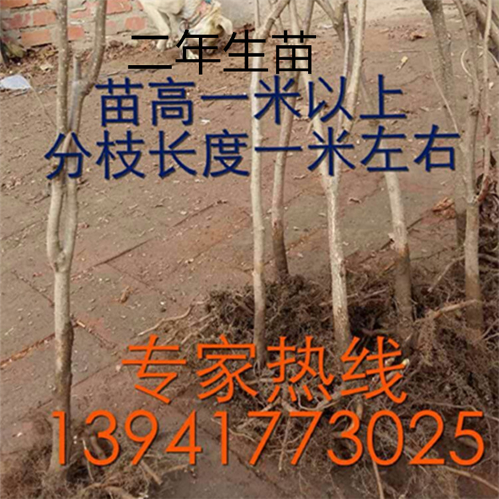 出售大榛子苗|大榛子苗价格|榛子苗价格 