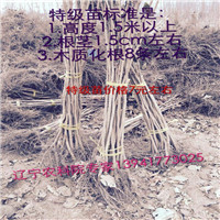 辽宁榛子苗