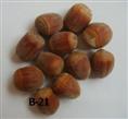 求购榛子苗 （请与辽宁农科院孙万河教授联系）大榛子苗价格 榛子苗价格榛子苗哪里好 