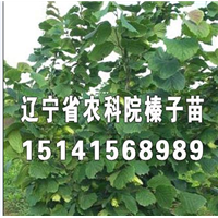 榛子苗，大榛子苗，榛子树苗，榛子苗价格 
