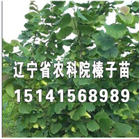 宁夏榛子苗价格，适合宁夏栽的大榛子苗，大榛子苗价格 