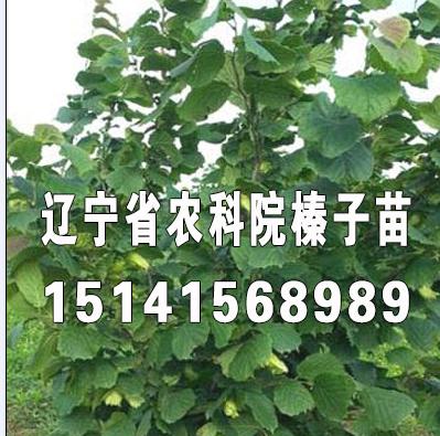 宁夏榛子苗价格，适合宁夏栽的大榛子苗，大榛子苗价格 