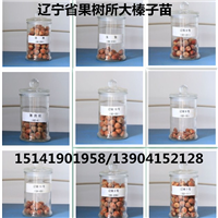宁夏大榛子苗价格,适合宁夏栽的大榛子苗 