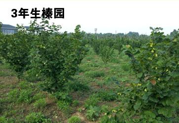 辽宁榛子树