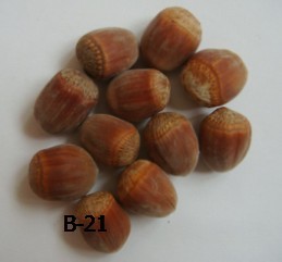 求购榛子苗 （请与辽宁农科院孙万河教授联系）大榛子苗价格 榛子苗价格榛子苗哪里好 