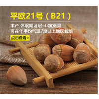 一年生大榛子苗规格 