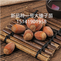 二年榛子树的修剪 