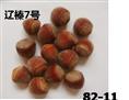 出售大榛子苗：优质、抗寒、丰产。品种纯正，无混苗，是农科院果树所培育的种苗，。 