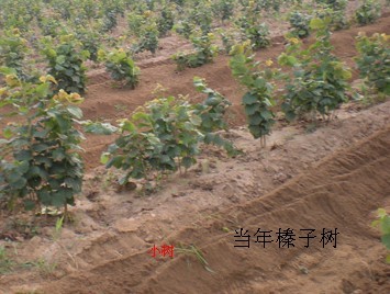 榛子苗 求购榛子苗 出售大榛子苗  （辽宁农科院孙万河教授联系 13941773025） 