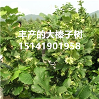 榛子苗种植成活的关键措施 