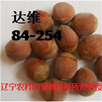 批发大榛子苗|大榛子苗价格|榛子苗价格 