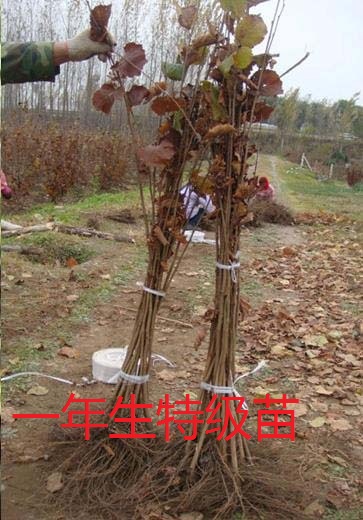 平欧榛子苗价格 榛子苗价格 本溪榛子苗 