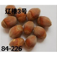 辽宁榛子果