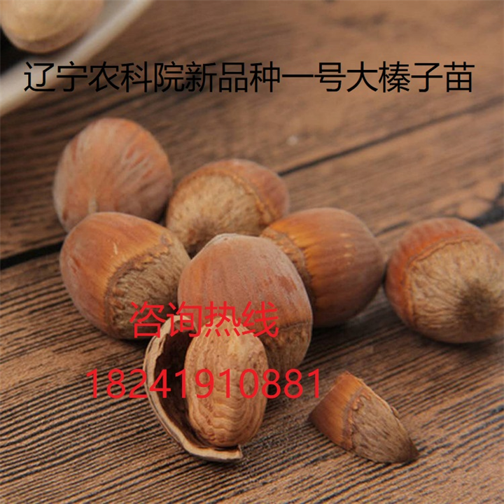 平欧大榛子苗价格，大果榛子苗价格，榛子苗有哪些品种 
