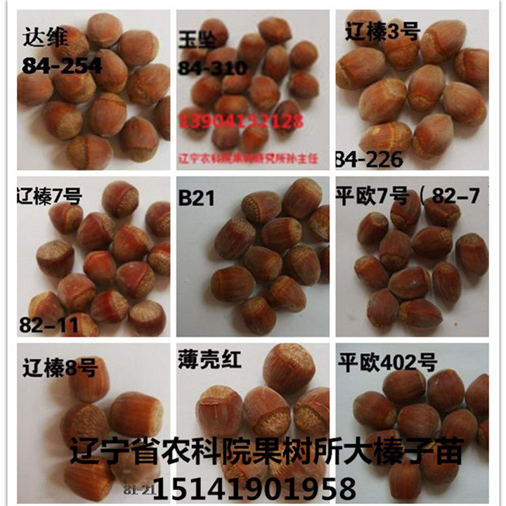 平欧大榛子苗适宜栽培的地区 