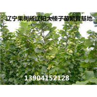 榛子苗价格,榛子树,榛子树苗,平欧榛子苗价格 