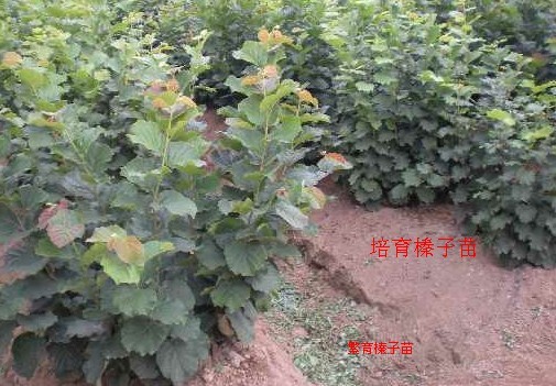 平欧杂交大榛子树苗 