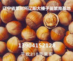 甘肃省大榛子苗价格,大榛子苗品种,榛子苗价格 