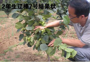 辽宁榛子树