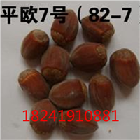 大榛子苗，榛子苗，平欧榛子苗，大果榛子苗 