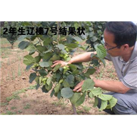 榛子树适合什么地区栽培 