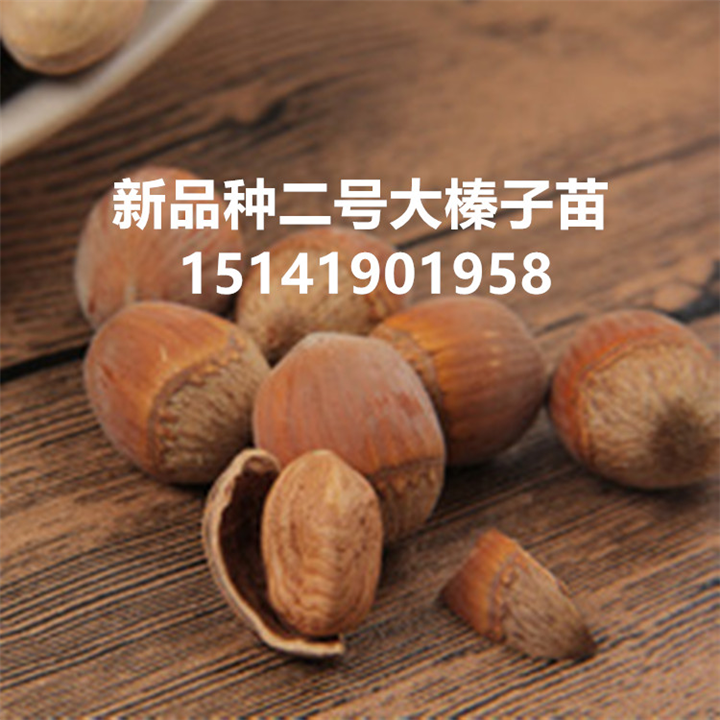 大榛子种植技术 