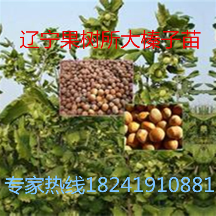 大榛子苗多少钱一棵，榛子苗价格，大榛子苗价格，榛子 