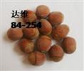 达维84-254榛子苗（13941773025丛女士） 