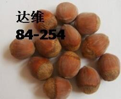平欧榛子苗价格 榛子苗价格 本溪榛子苗 