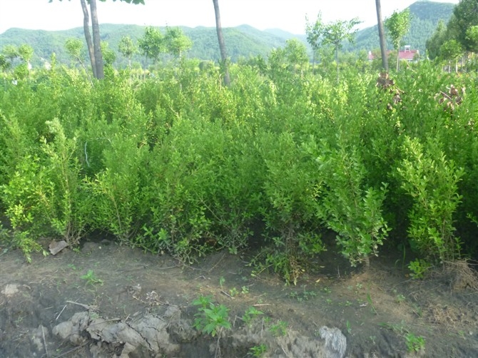 朝鲜黄杨/供应辽宁朝鲜黄杨/朝鲜黄杨供应商/辽宁朝鲜黄杨基地