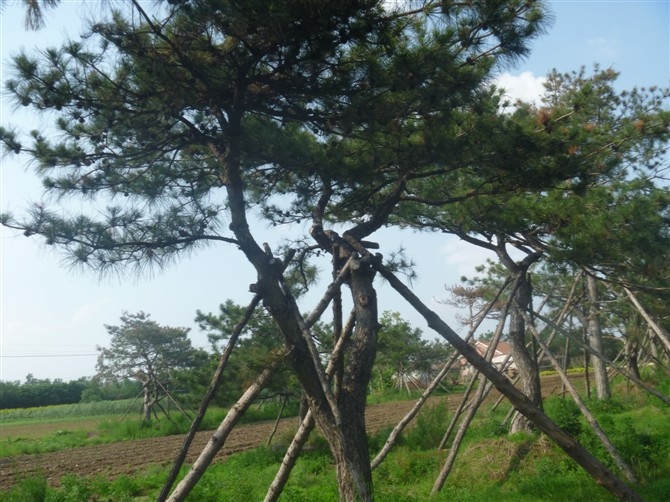 30公分辽宁平顶松|”辽宁平顶松基地-|出售辽宁平顶松/平顶松