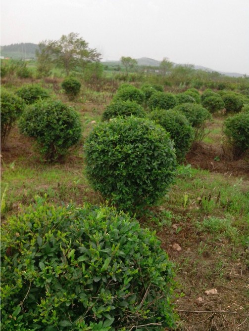 铁岭水腊球|”水腊球【水腊球批发商】辽宁水腊球基地/批发水腊球