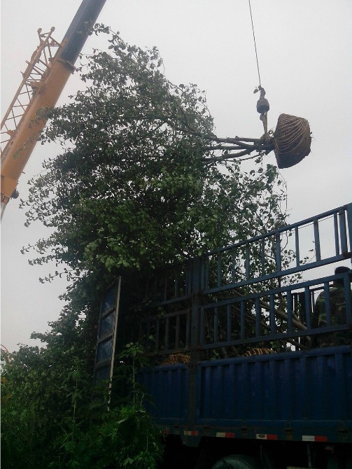 山梨树装车中（图）辽宁山梨树|”辽宁山梨树价格/辽宁山梨树基地