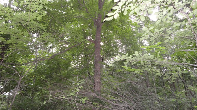 树形漂亮的五角枫|“出售辽宁五角枫|”辽宁五角枫基地/批发五角枫
