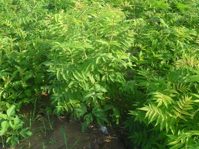 铁岭珍珠梅|”辽宁珍珠梅-|“珍珠梅供应商|”供应辽宁珍珠梅/