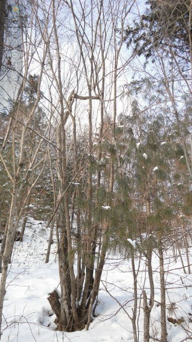蒙古栎价格/**蒙古栎价格/2012年蒙古栎价格/辽宁蒙古栎价格
