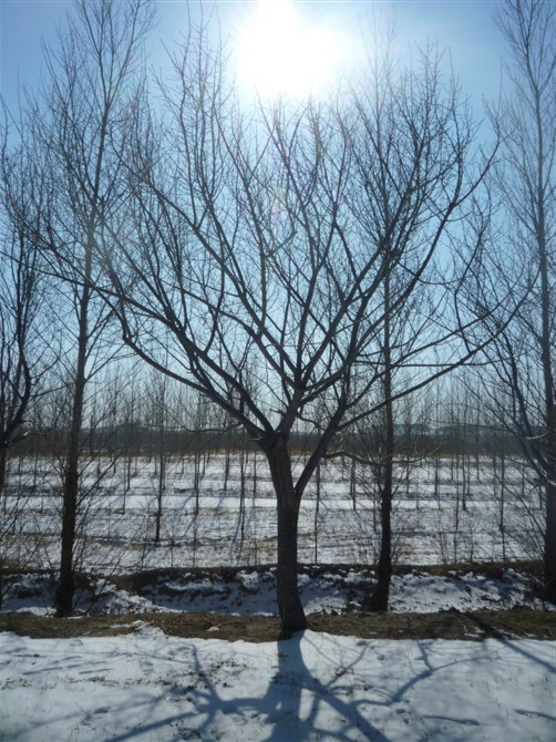 2012年京桃价格&辽宁京桃|“辽宁京桃价格|”铁岭京桃价格