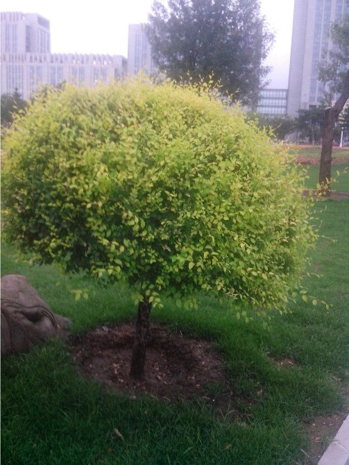 辽宁金叶榆球/辽宁金叶榆球价格/金叶榆球批发商/辽宁金叶榆球基地