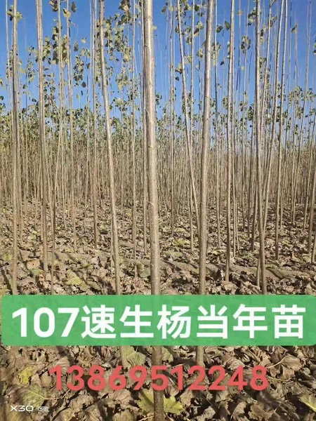 107速生杨当年苗 