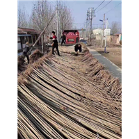 速生杨杨树苗 