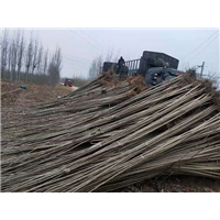 山东107速生杨基地