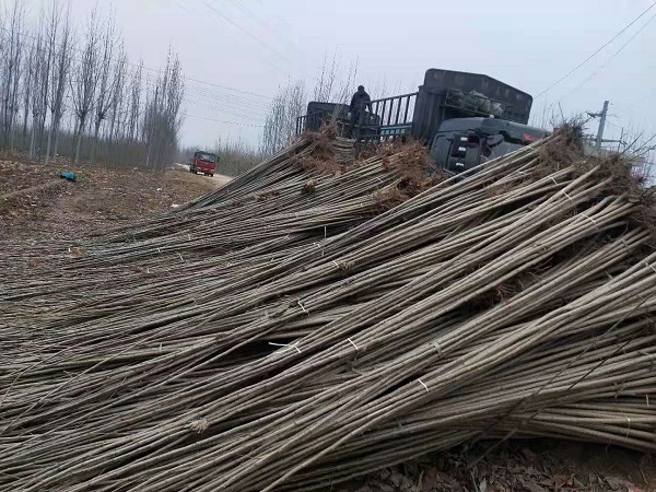 山东107速生杨基地