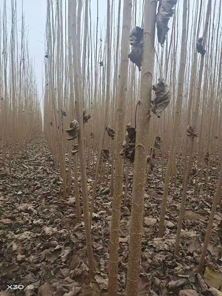 107速生杨