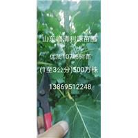 107速生杨，速生杨小苗，速生杨 