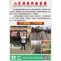 山东利源107速生杨基地总经理蔺维利 