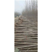 107速生杨苗 
